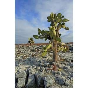   Cactus (Opuntia Spp.) by Manfred Gottschalk, 48x72