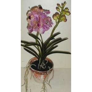  Potted Large Vanda Orchid (Veined Lavender)