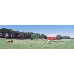  Three Horses Grazing in a Grass Field, Kent, Michigan, USA 