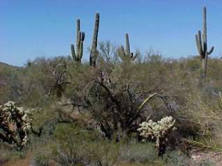 Lush High Sonoran Vegetation covers this claim.