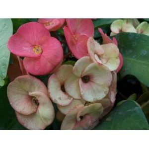  Crown of Thorns Euphorbia Milii E X Lomi Thai Poysean 