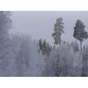  Snow Covering Trees in Calm Winter Forest in Finland 