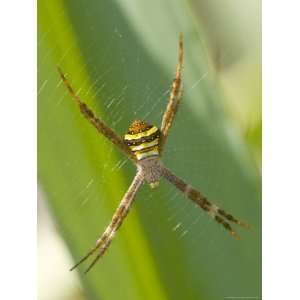  Black  and Yellow Spider, (Argiope Bruennichi), Magnetic 