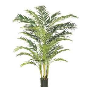  7 Premium Areca Palm