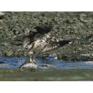  Down, a Northern American Bald Eagle Clenches a Salmon in its Talons 