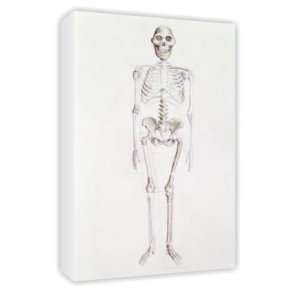  Skeleton of Australopithecus africanus   Canvas   Medium 