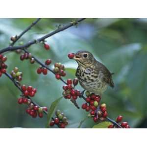 Swainsons Thrush (Catharus Ustulatus) Eating a Spicebush Berry, North 