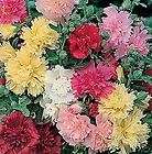  HOLLYHOCK SEEDS SIMPLY BEAUTIFUL COLORS items in Marys Great Seeds 