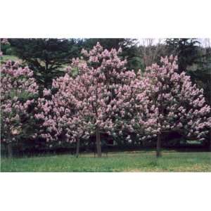  4 Types of Paulownia Trees Seeds   25 Seeds Each Type of 