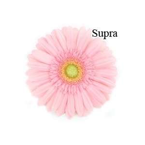  Supra Pink Gerbera Daisies   72 Stems Arts, Crafts 