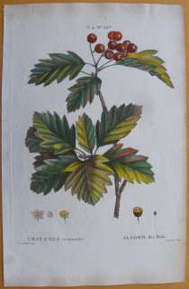 Redoute Crataegus Torminalis  Folio   e201   1804  