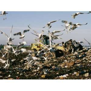 Seagulls Feast on a Garbage Dump in the Meadowlands Photographic 