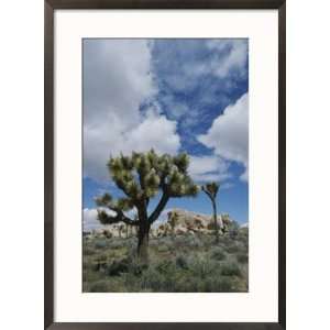  A view of Joshua trees and rock formations in Joshua Tree 