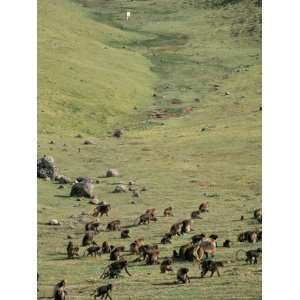 Gelada Baboons, Simien Mountains National Park, Unesco World Heritage 