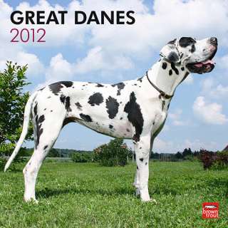 Great Danes (Euro) 2012 Wall Calendar 9781421677835  