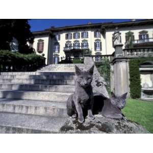  Two Russian Blue Cats Sunning on Garden Stone Steps, Italy 