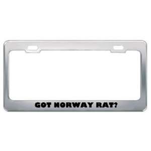 Got Norway Rat? Animals Pets Metal License Plate Frame Holder Border 