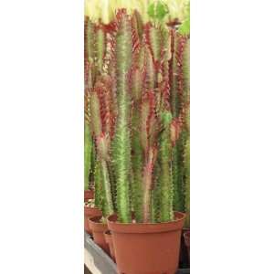  Euphorbia Trigona cactus Succulent Plant