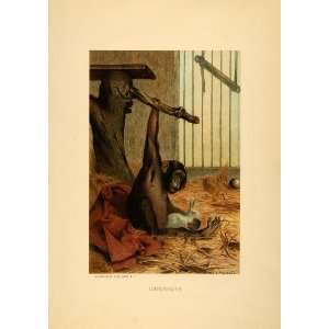  1885 Tipped In Chromolithograph Chimpanzee Pan Troglodytes 