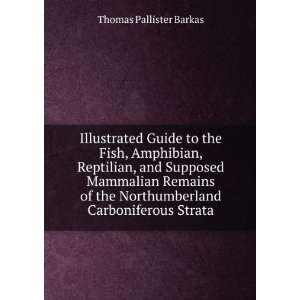   Northumberland Carboniferous Strata Thomas Pallister Barkas Books