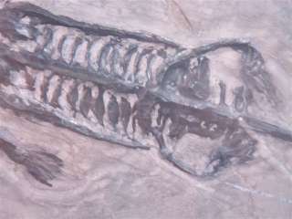 MIDDLE TRIASSIC KEICHOUSAURUS REPTILE FOSSIL IN FRAME  