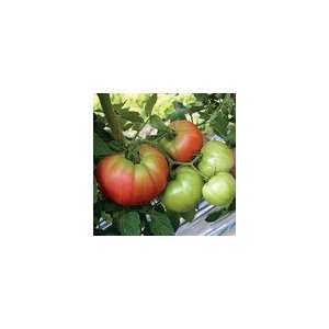  Tomato Country Taste Hybrid Seeds Patio, Lawn & Garden