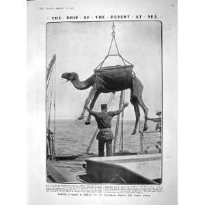  1909 CAMEL BERBERA SOMALI MULLAH LORD ESHER GUSTAF