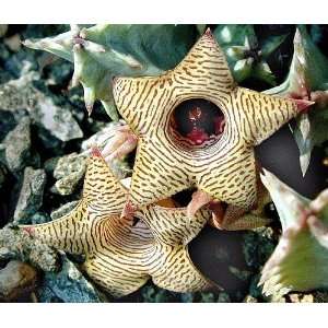  Lifebuoy Cactus Plant  Huernia thuretii  Easy to Grow 