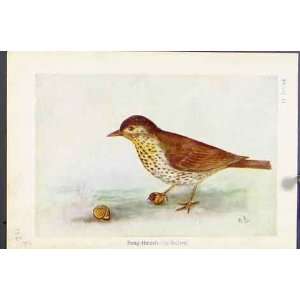  Song Thrush Missel Birds Color Antique Print C1920 Art 