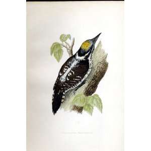  Three Toed Woodpecker Bree H/C 1875 Old Prints Birds