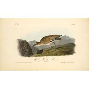   John James Audubon   24 x 14 inches   Rocky Mountain Plover. Female