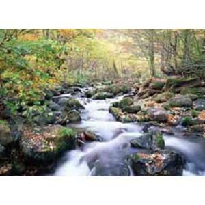   Moving Picture Sounds Forest Tree Stream Wall Art