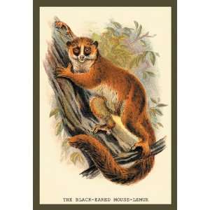 Black Eared Mouse Lemur 20x30 Canvas