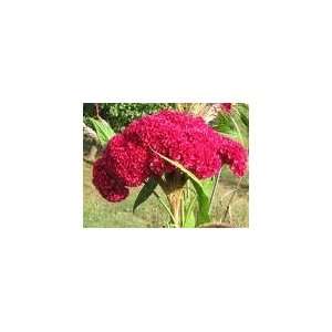   COCKSCOMB BLOOD RED*Showy* 100 seeds*RARE* #1023 Patio, Lawn & Garden