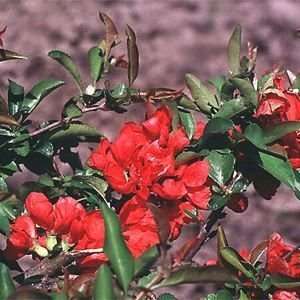  QUINCE TEXAS SCARLET / 5 gallon Potted Patio, Lawn 
