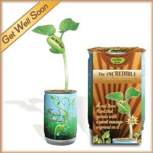 Magic Bean Plant   All Included Growing Kit   Just Add Water and Watch 