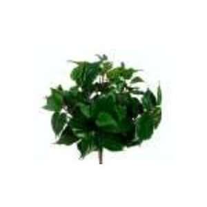    Resistant Philodendron Bush x7 Green (Pack of 12)