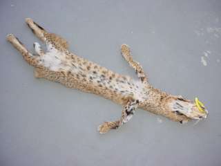 Nebraska Bobcat pelt/taxidermy/tanned/skin/fur/traps  