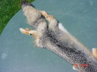 Grey fox pelt Tanned wild fur trapper fur skin hide.  