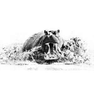  Classic Africa Prints Black & White Hippo Attack