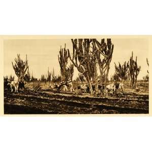  1925 Farm Field Sinaloa Mexico Hugo Brehme Photogravure 
