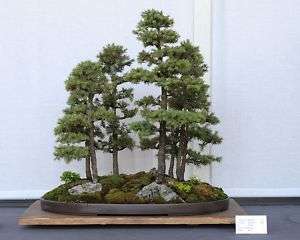 White Spruce, Picea glauca, Hardy Bonsai Tree Seeds  