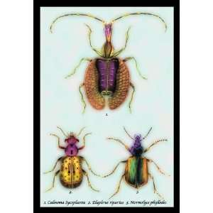  Beetles Calosoma Sycophanta, Elaphrus Raperius et al. #1 