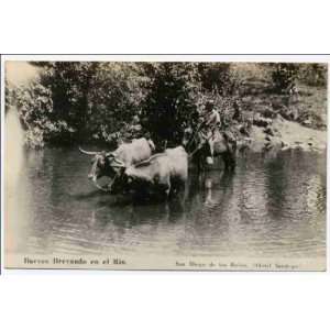 Reprint Bueyes brevando en el rio Oxen crossing the river  