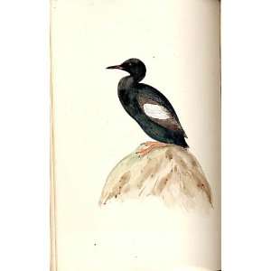  Black Guillemot Meyer H/C Birds 1842 50
