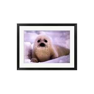 Harp Seal Pup by Gerry Ellis 28x22 Toys & Games