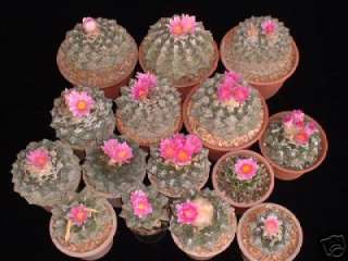 30 Ariocarpus fissuratus DIFF FORMS kakteen cactus semi  