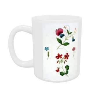   stipple engraving with hand colouring) by George Brookshaw   Mug