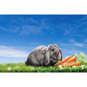  Rabbit with Carrots   Peel and Stick Wall Decal by 