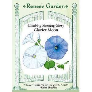  Morning Glory   Glacier Star Seeds Patio, Lawn & Garden